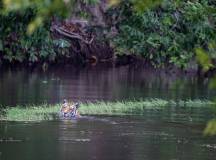 Tiger in Bandhavgarh