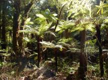 Trekking in New Zealand