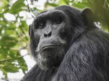 Chimps & Gorillas of Uganda