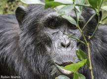 Chimps & Gorillas of Uganda