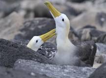 Galapagos Islands Holidays