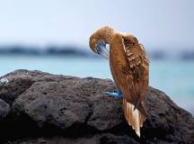 Blue-footed boobys in the Galapagos Islands