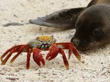 Galapagos Island Seal
