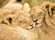 Lions cuddle in the wild