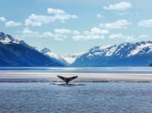 Alaska Wildlife & Wilderness