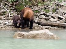 Canadian female black bear with its cub.