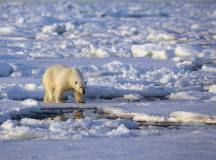 Spitsbergen polar bear