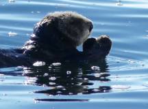 Whales & Bears of British Columbia