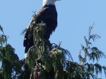 Whales & Bears of British Columbia