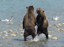 Whales & Bears of British Columbia