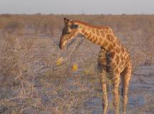 Discover Namibia – Lodges