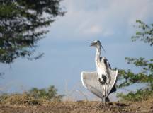 Zambezi Canoe Safari