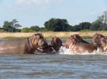 Zambezi Canoe Safari