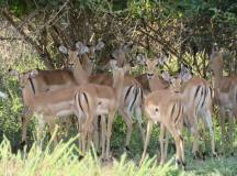 Zambezi Canoe Safari