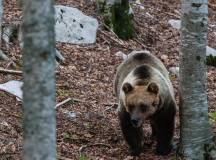 Marsican Abruzzo brown bear females