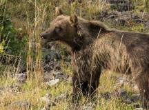 Marsican brown bear