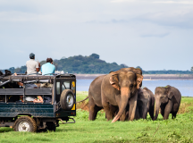 Minneriya Elephant watching in Sri Lanka