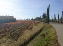 A Taste of Tuscany Cycling