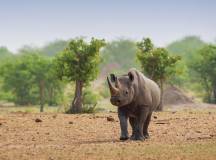 Rhinoceros walking