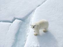 Spitsbergen Photography: In Search of Polar Bears