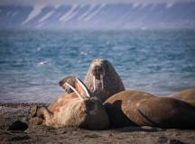 Spitsbergen Photography: In Search of Polar Bears