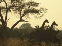 Wildlife & Wilderness of Botswana