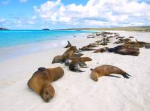 Galapagos Islands Holidays