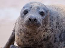 blakeney_seal