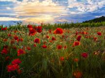 loire_poppy_field