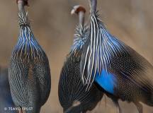 Tsavo Conservation Birds