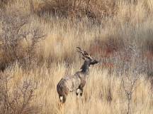 Tsavo Conservation Kudu