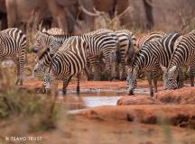 Tsavo Conservation Elephants & Zebras