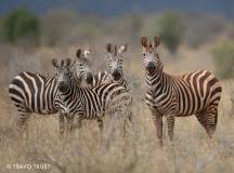 Tsavo Conservation Zebras