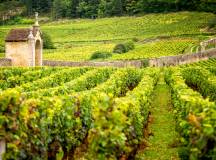 vineyards-burgundy