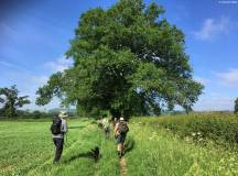 Best of the Cotswolds Self-Guided Walk