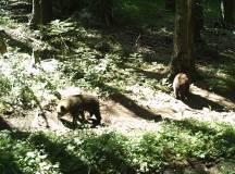 Bulgaria: Realm of the Brown Bear