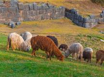Best of Peru – Premium Adventure