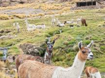 Best of Peru – Premium Adventure