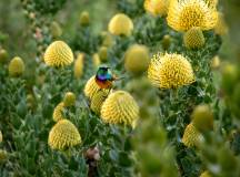 Cape Town and the Garden Route – Premium Adventure