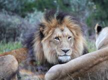Cape Town and the Garden Route – Premium Adventure