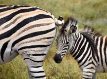 Cape Town and the Garden Route – Premium Adventure