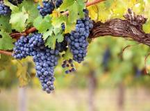 grapes-hanging