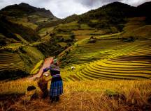 Vietnam Rice Terraces