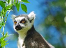 Madagascan Discoverer