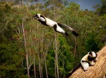 Madagascan Discoverer
