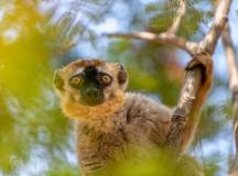 Madagascan Discoverer