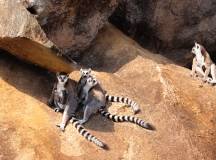 Madagascan Discoverer