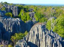 Madagascan Discoverer