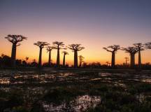 Madagascan Discoverer