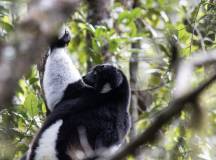 Madagascan Discoverer
